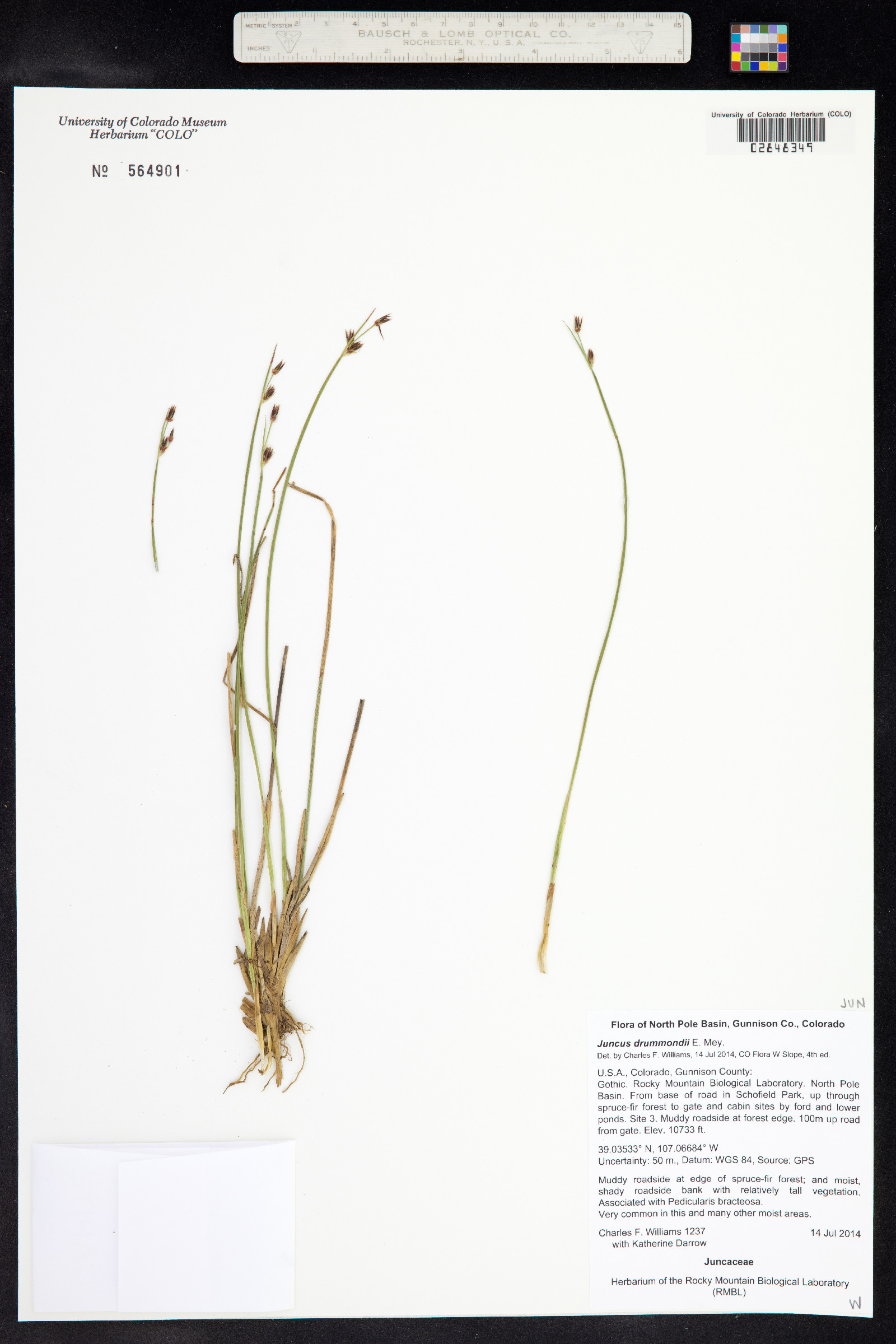 Juncus drummondii image