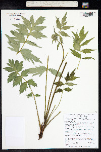 Hydrophyllum fendleri image