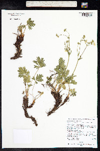 Potentilla X diversifolia image