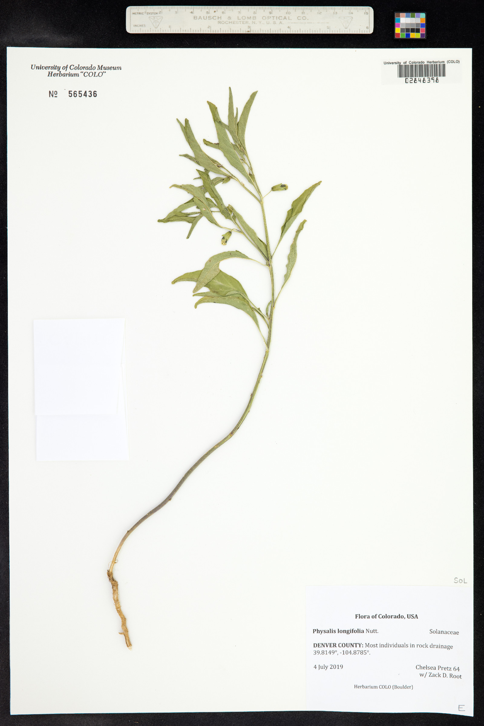 Physalis longifolia image