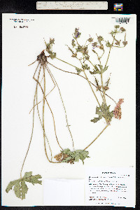 Geranium viscosissimum image