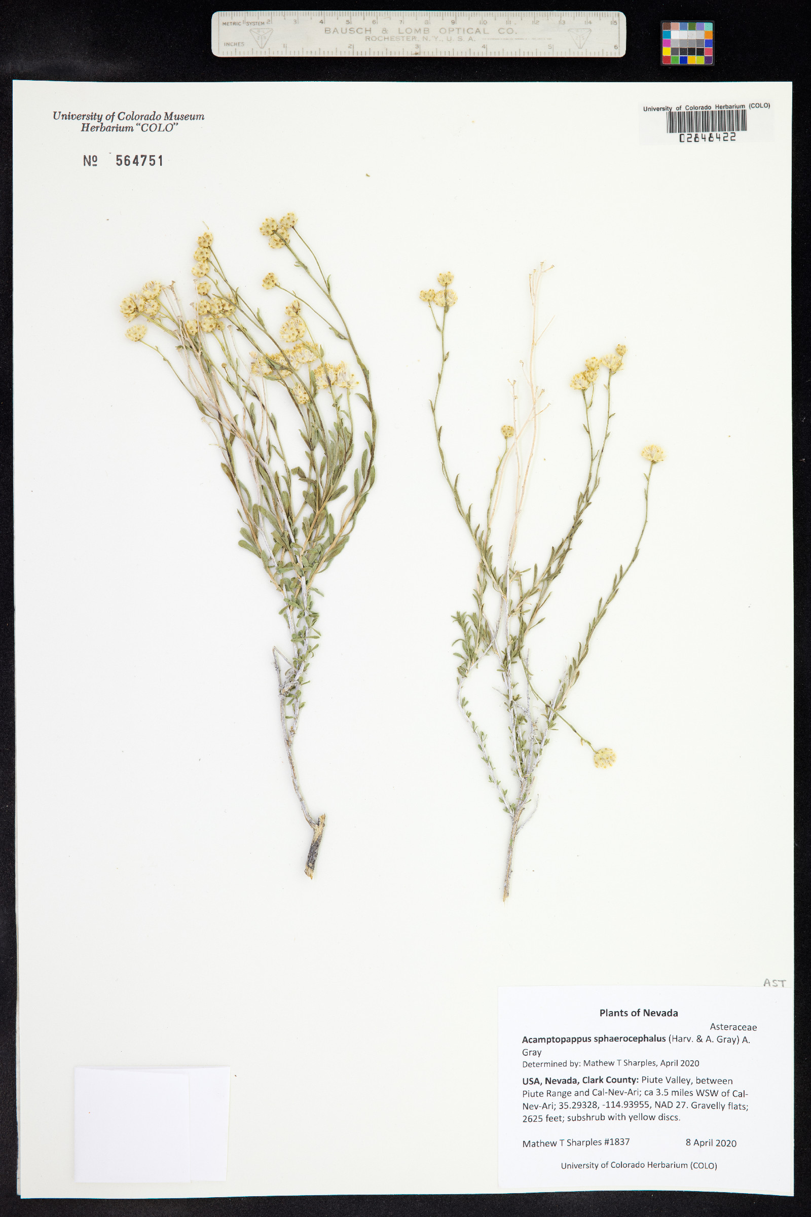 Acamptopappus sphaerocephalus image