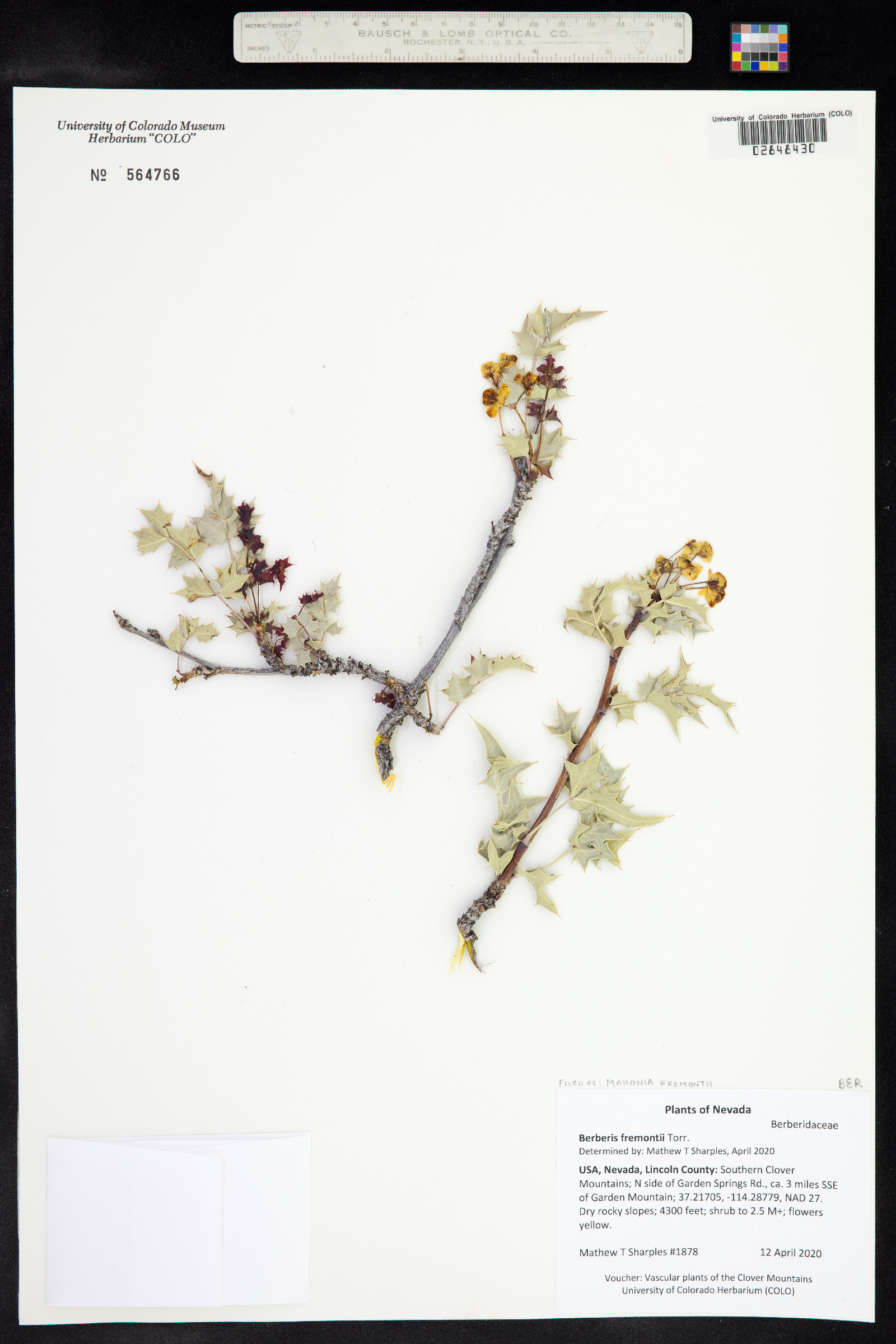 Berberis image