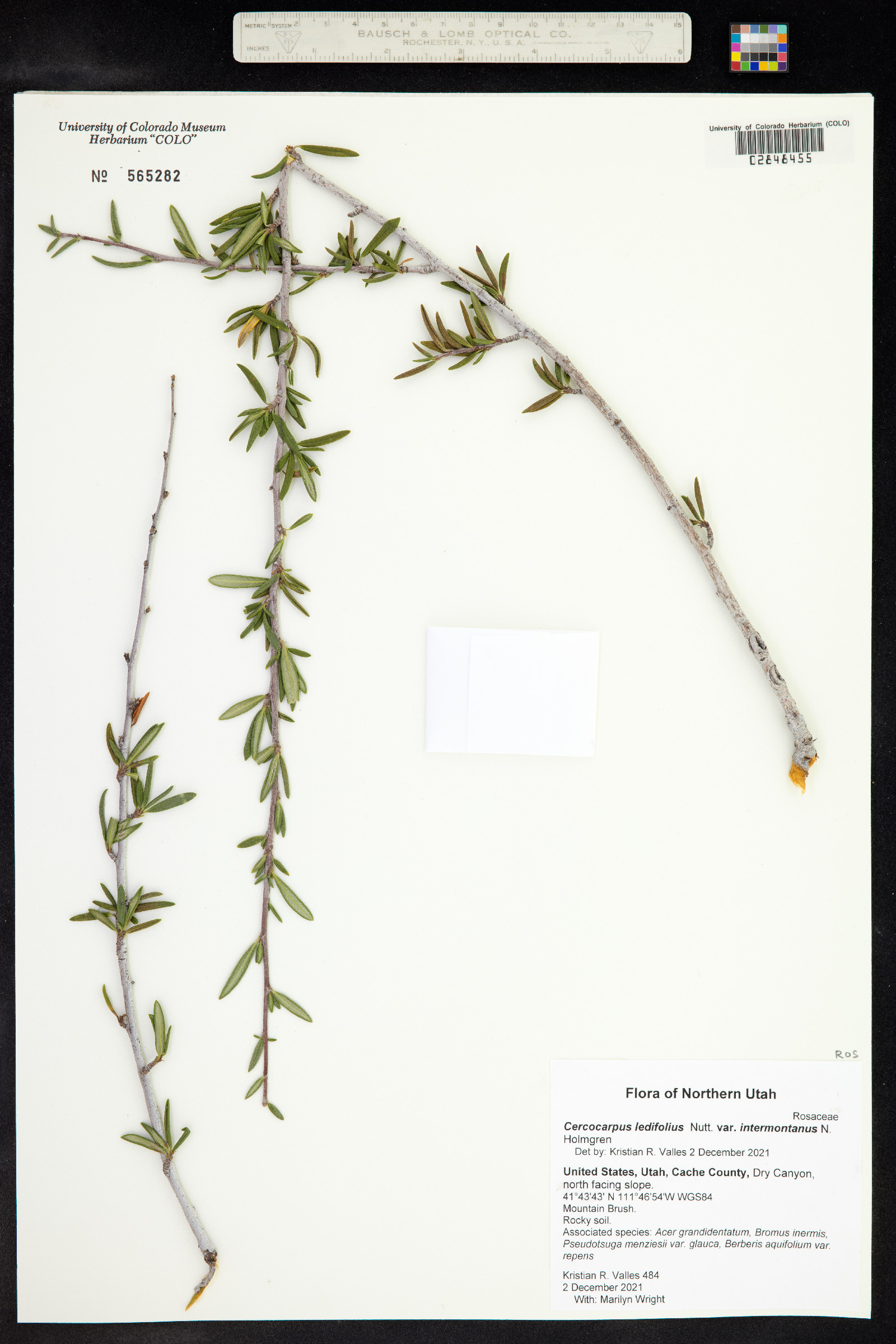 Cercocarpus ledifolius var. intermontanus image