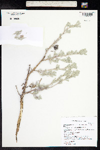 Artemisia tridentata image