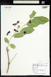 Lonicera involucrata image
