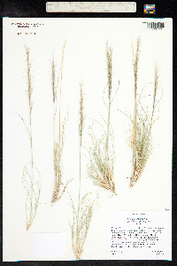Aristida purpurea image