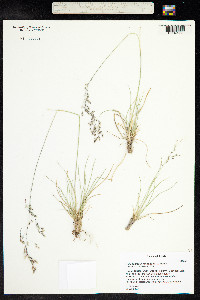 Deschampsia cespitosa image