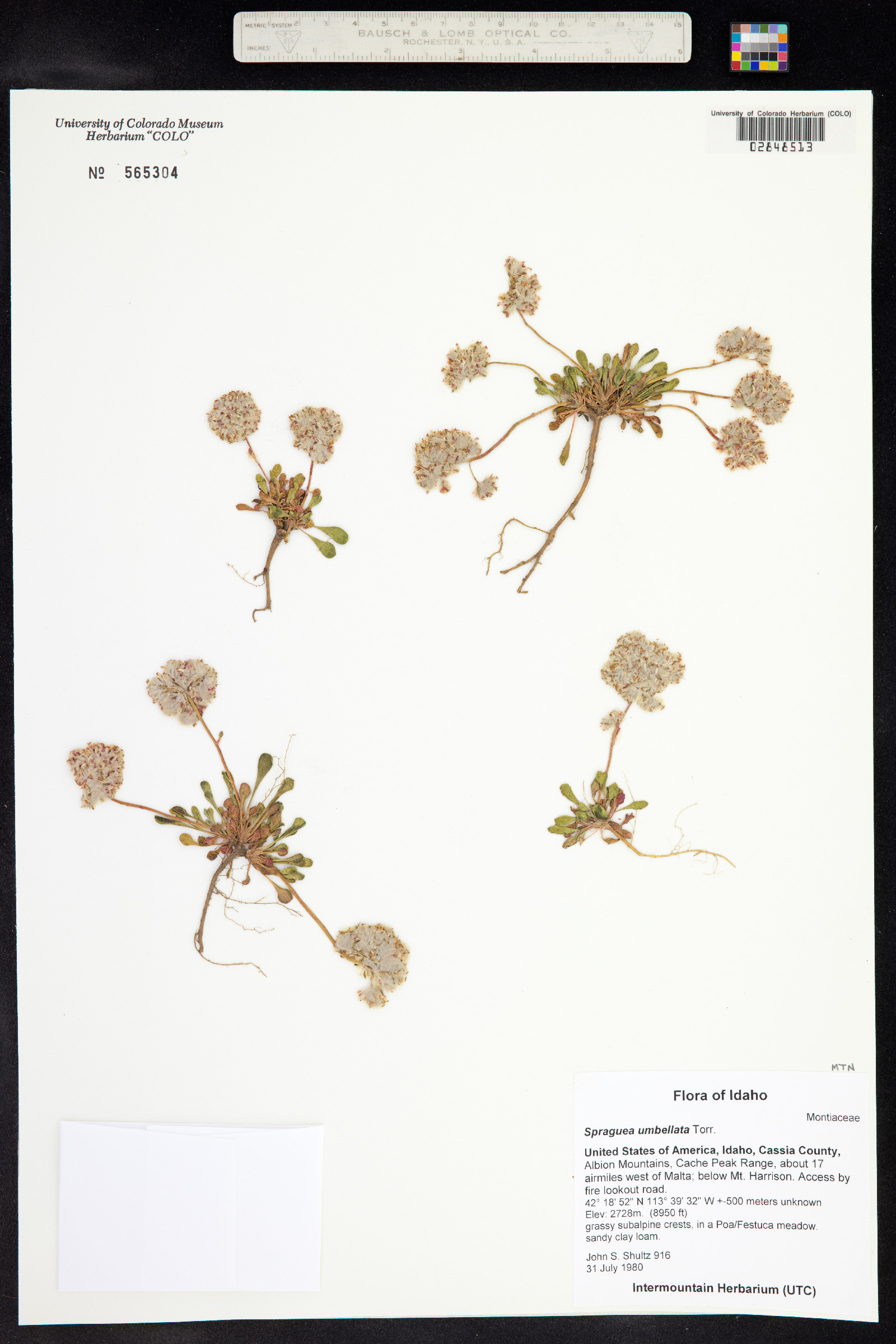 Cistanthe umbellata image