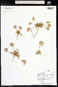 Cistanthe umbellata image