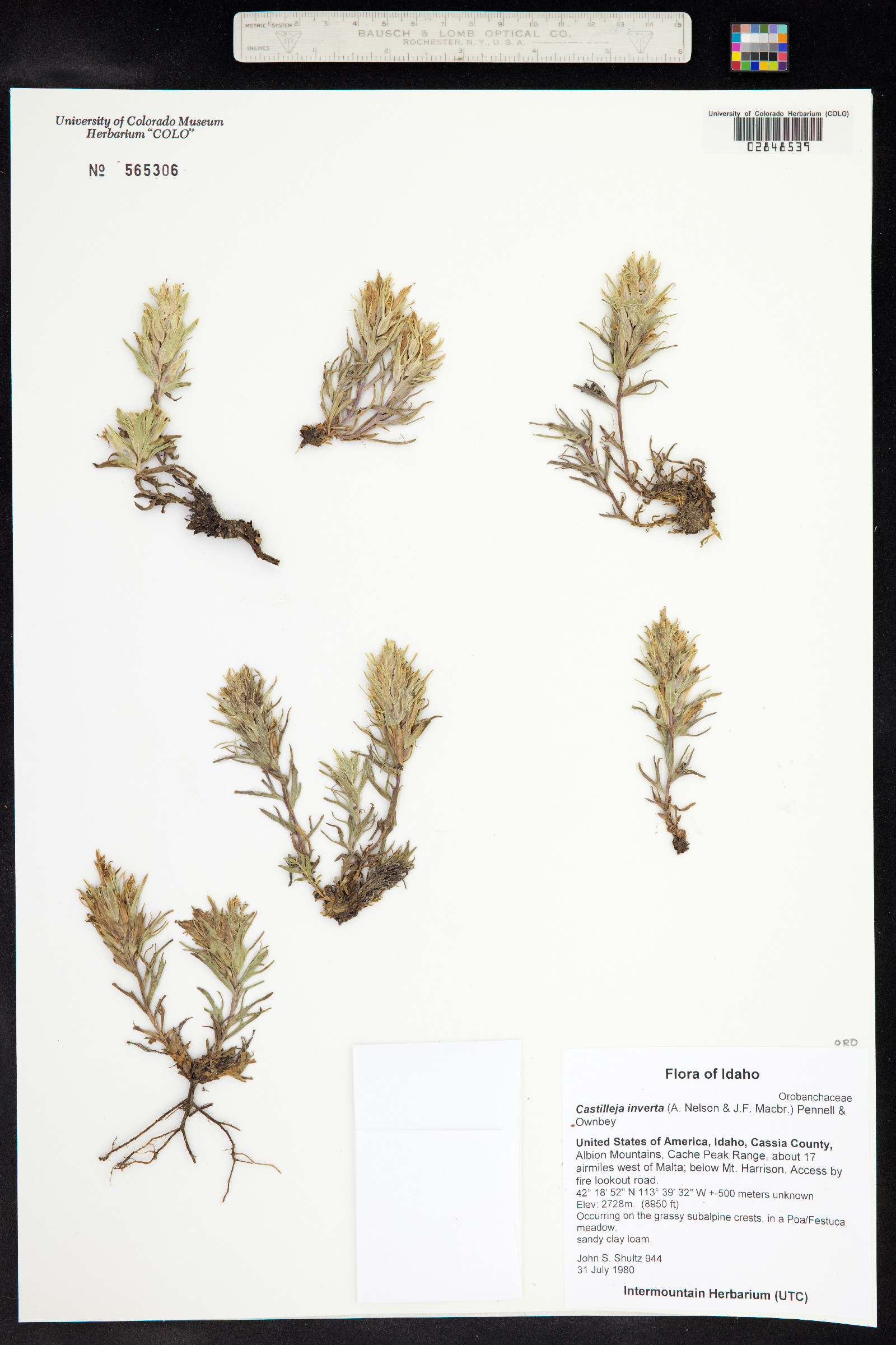 Castilleja pallescens var. inverta image