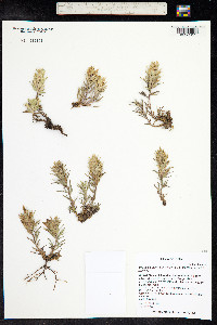 Castilleja pallescens image