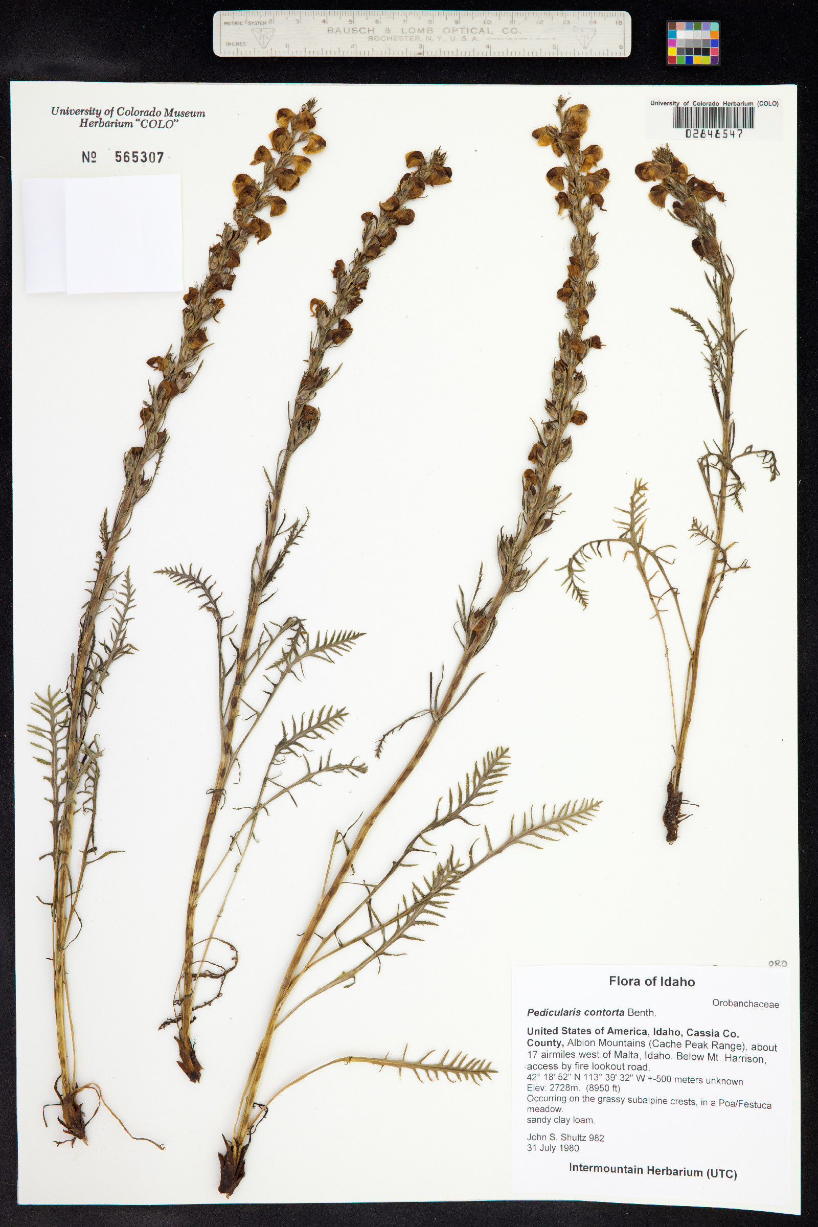 Pedicularis contorta image