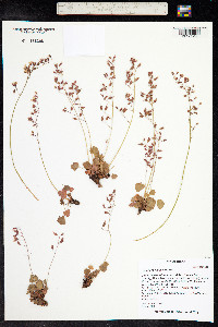 Heuchera rubescens image