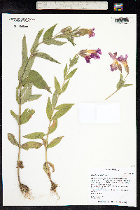 Mimulus lewisii image