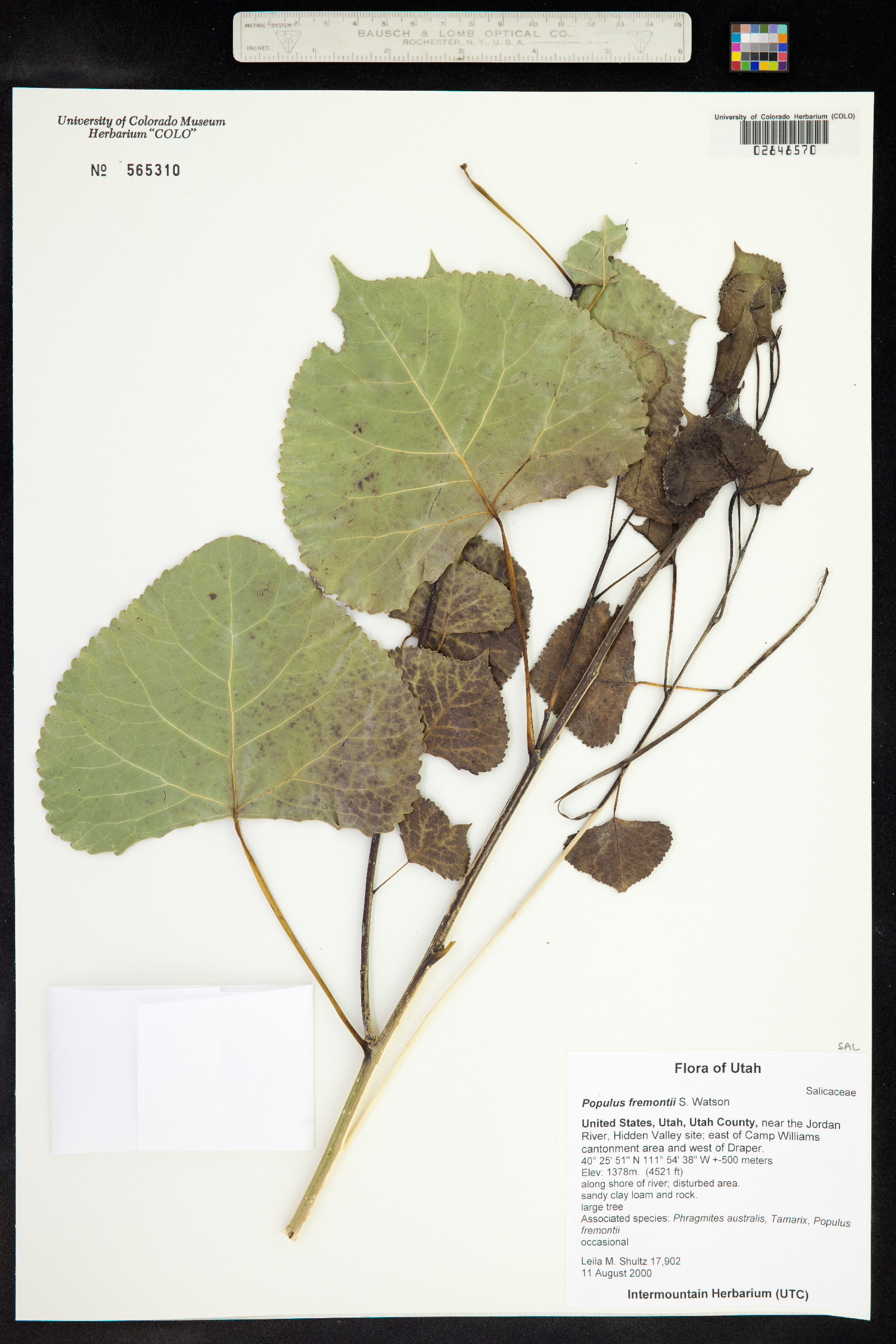 Populus fremontii image