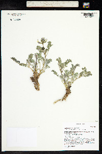 Astragalus cibarius image