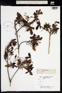 Quercus peduncularis image