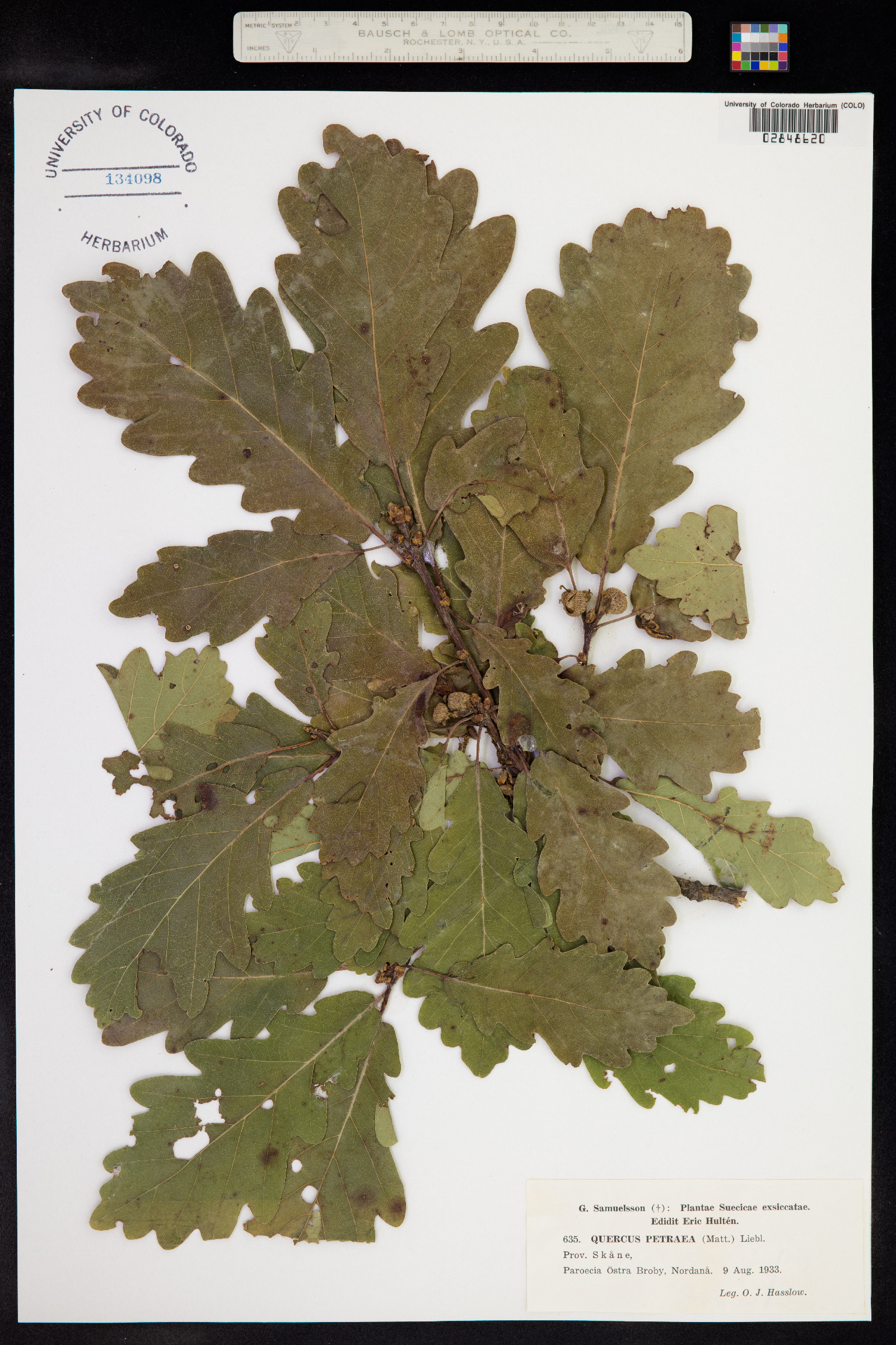 Quercus petraea image