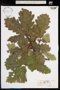 Quercus petraea image