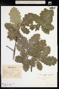 Quercus petraea image