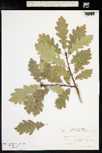 Quercus petraea image