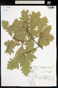 Quercus petraea image