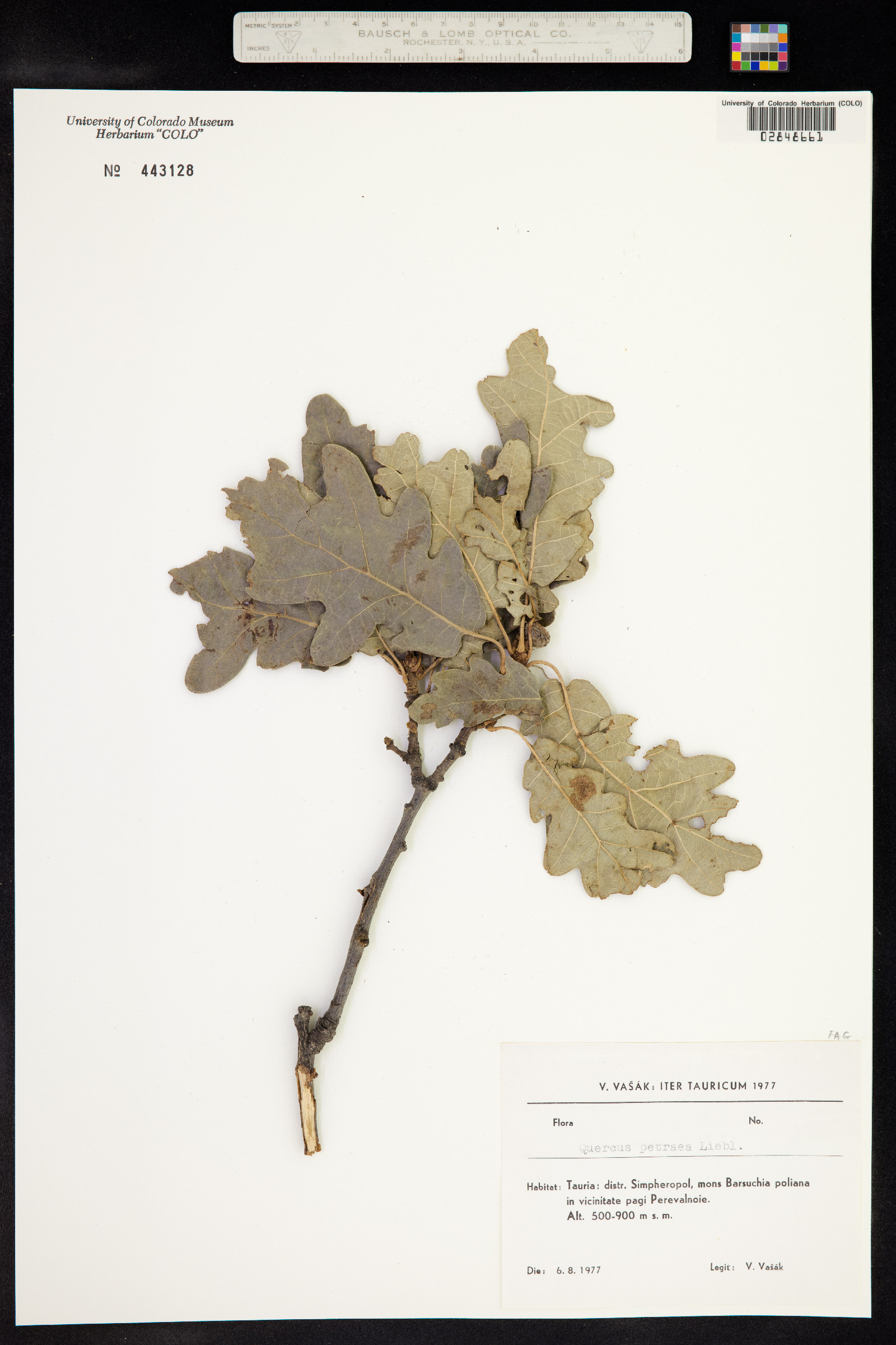 Quercus petraea image