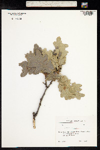 Quercus petraea image