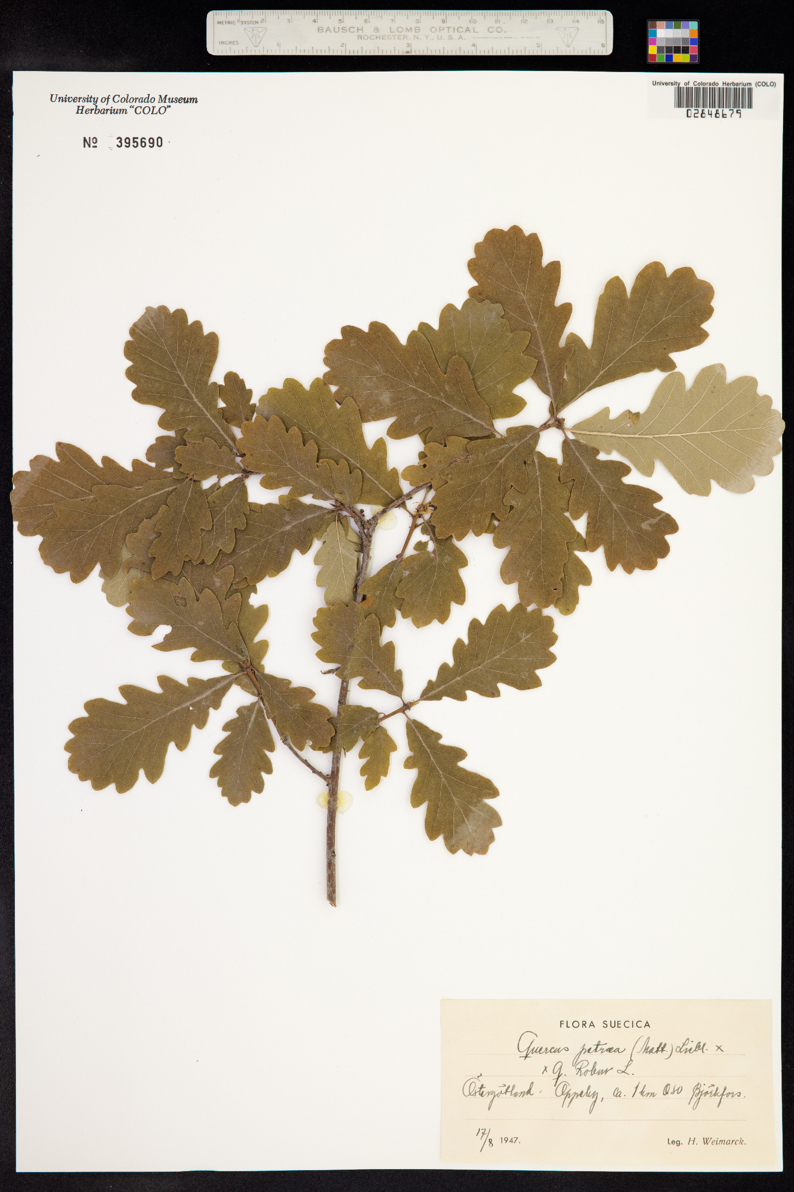 Quercus petraea image