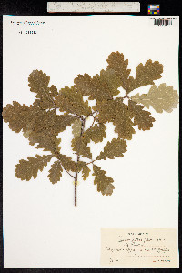 Quercus petraea image