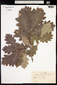 Quercus petraea image