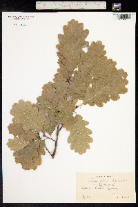 Quercus petraea image