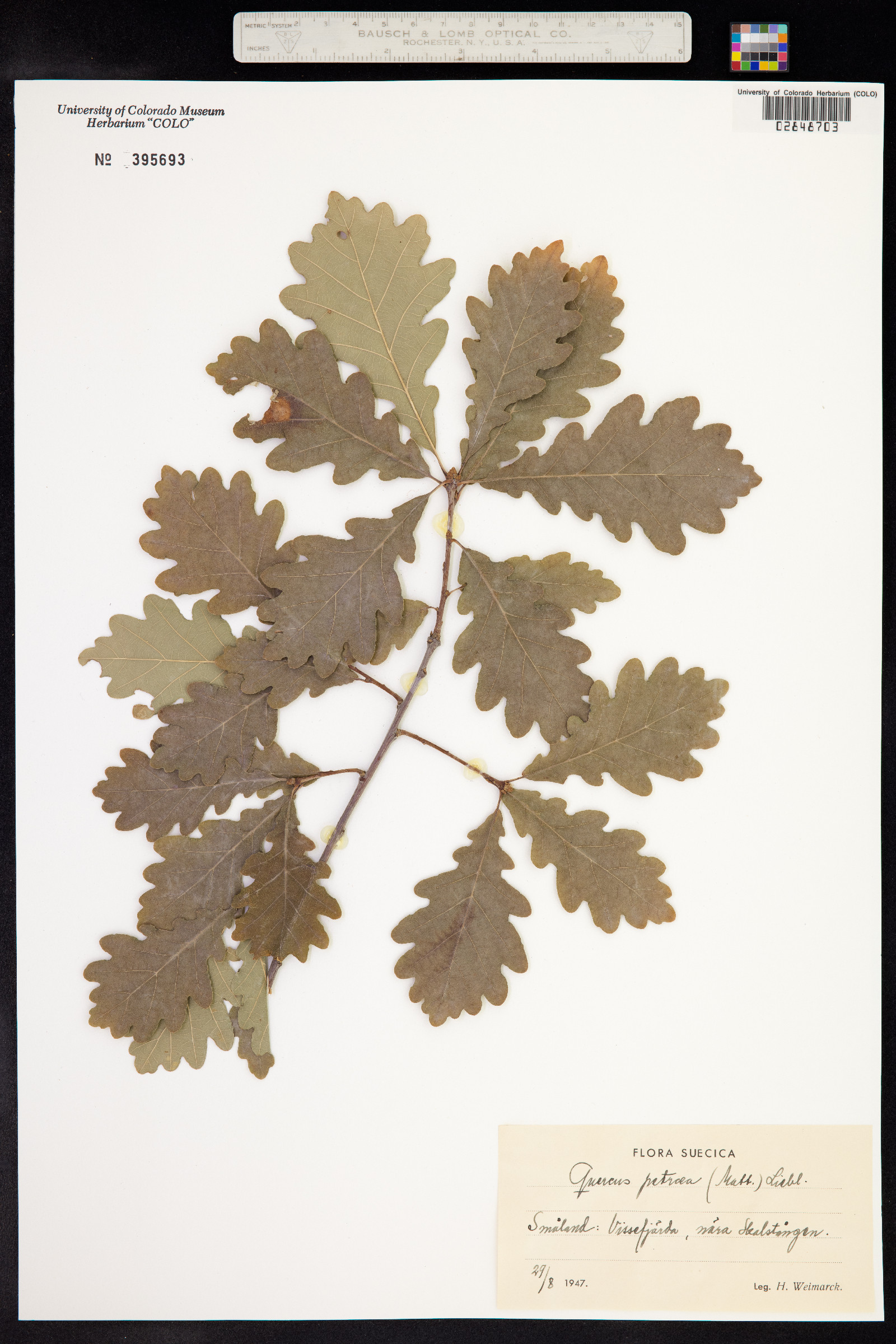 Quercus petraea image