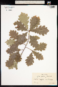 Quercus petraea image