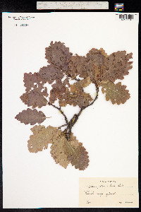 Quercus petraea image