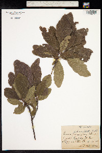 Quercus petraea image