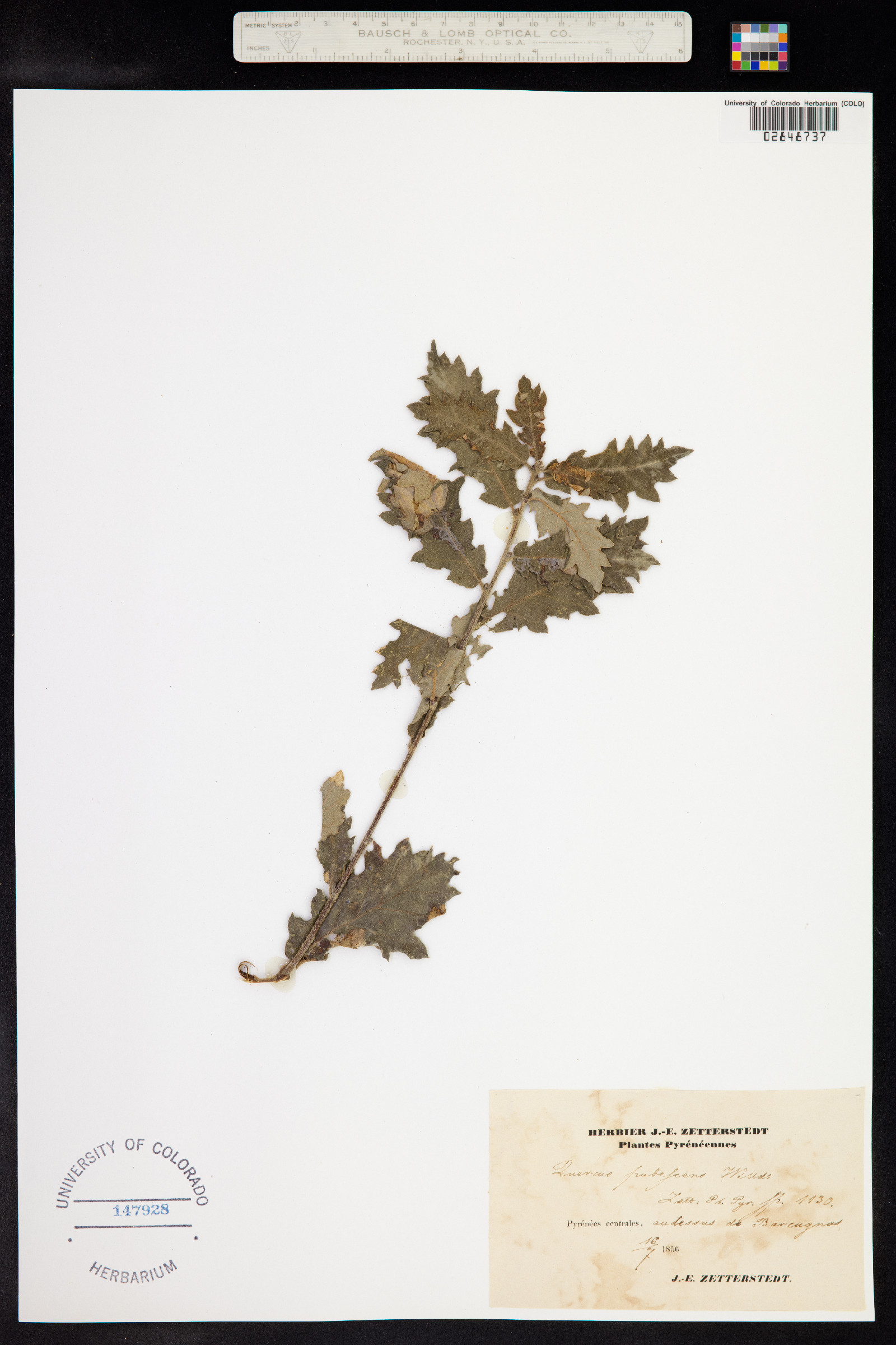 Quercus pubescens image