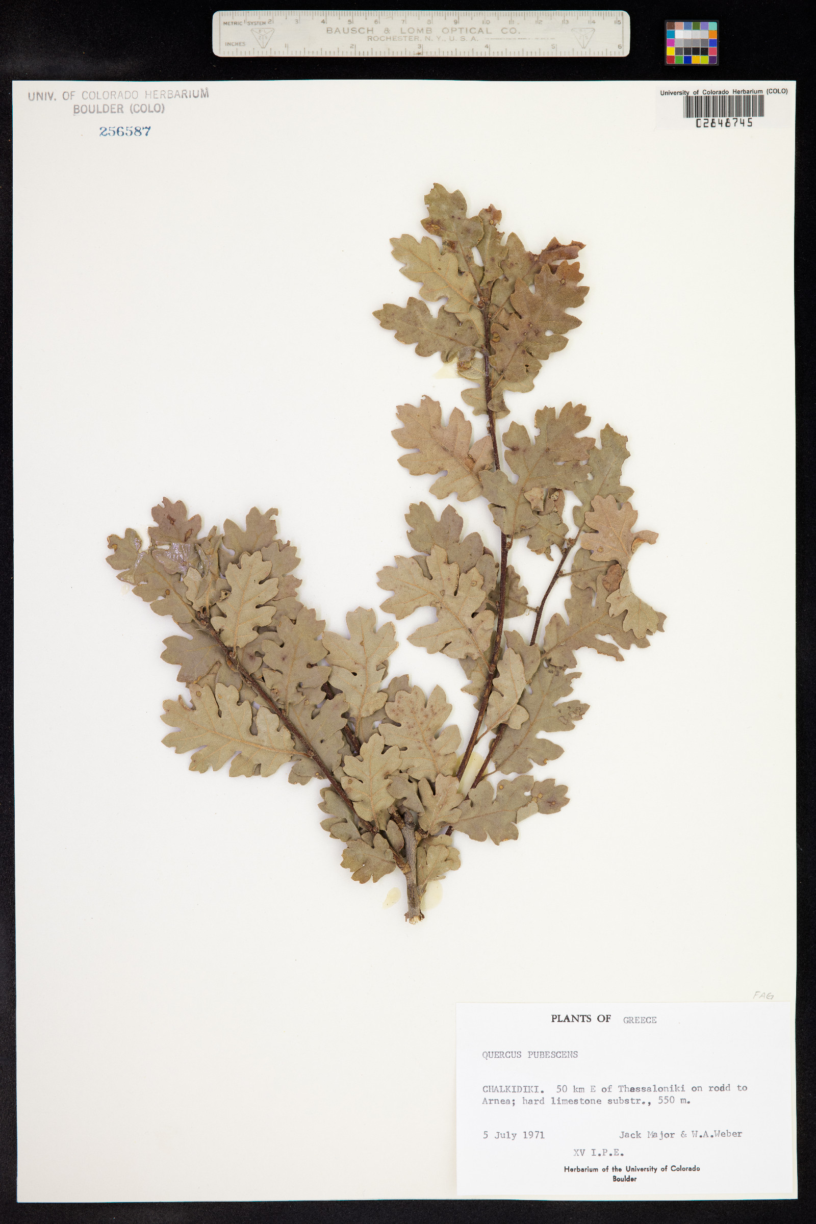 Quercus pubescens image