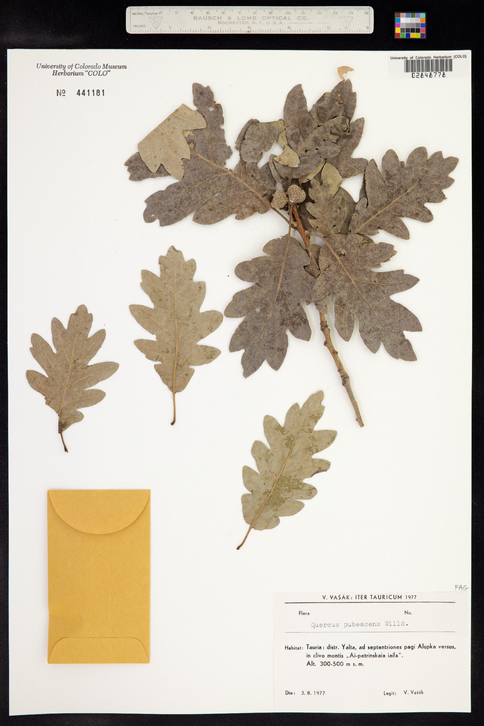 Quercus pubescens image