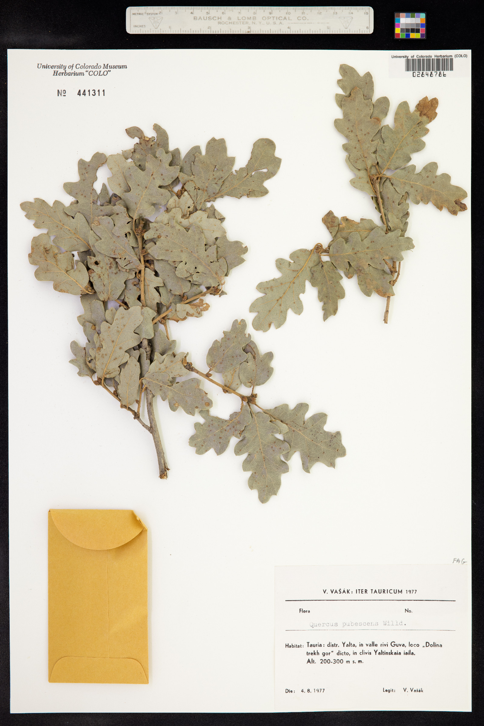 Quercus pubescens image