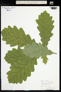 Quercus robur image