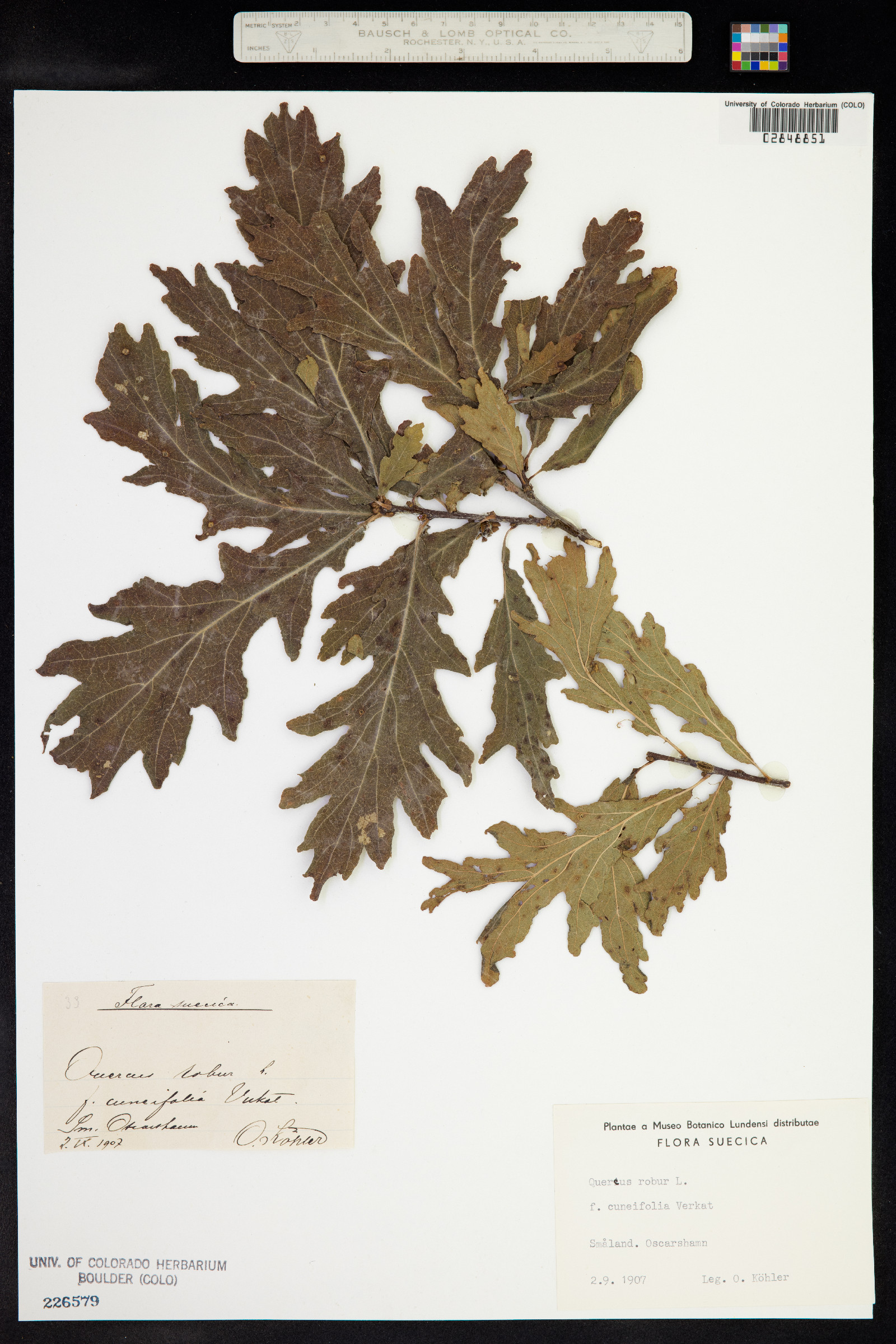 Quercus robur image