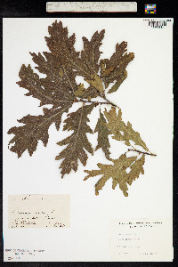 Quercus robur image