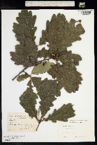 Quercus robur image