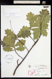 Quercus robur image