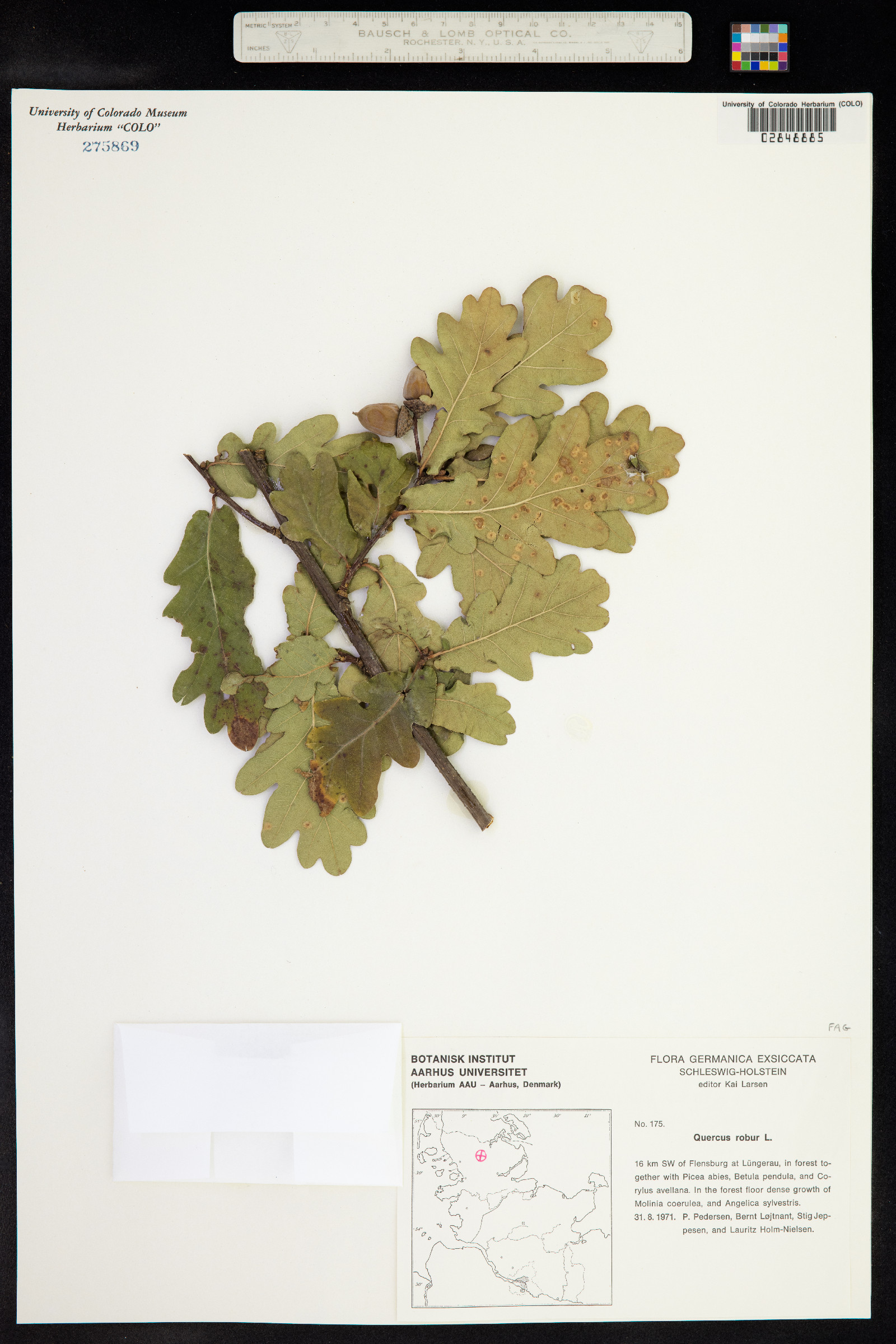 Quercus robur image