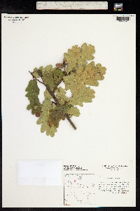 Quercus robur image