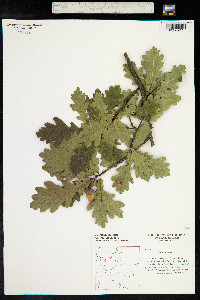 Quercus robur image