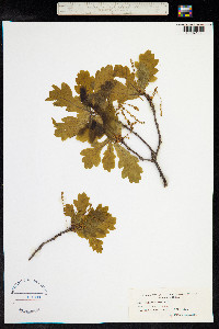 Quercus robur image